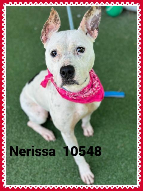 NERISSA