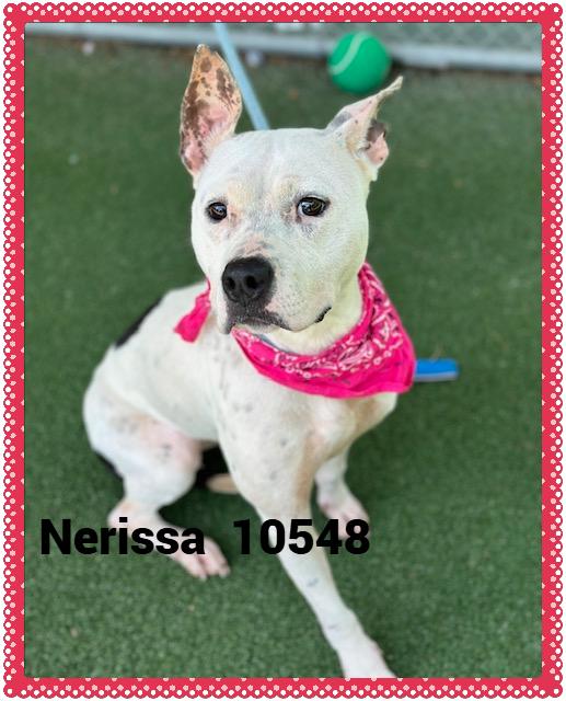 NERISSA