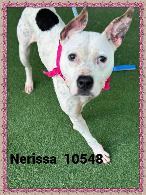 NERISSA