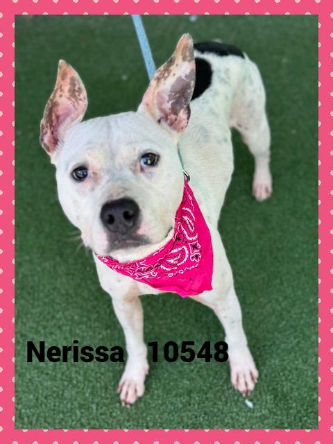 NERISSA