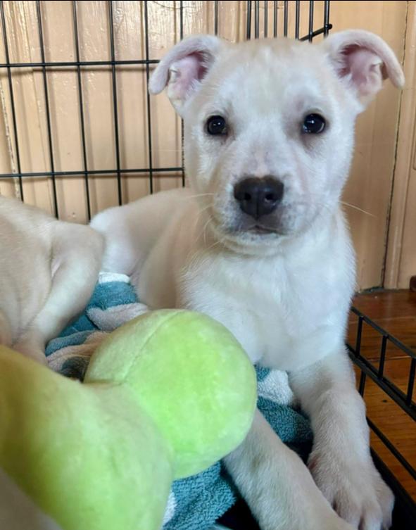 Enlarge Comet, a Adoptable mixed breed in Middletown, CT image 4/6