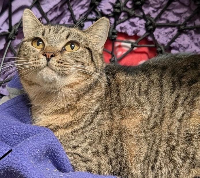 Tessa, Adoptable, Adult Female Domestic Short Hair.