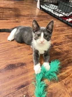 Enlarge Pete, a ADOPTABLE Domestic Short Hair in Mesa, AZ image 1/1
