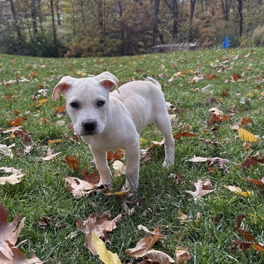 Wash, Adoptable, Puppy Male Mastiff.