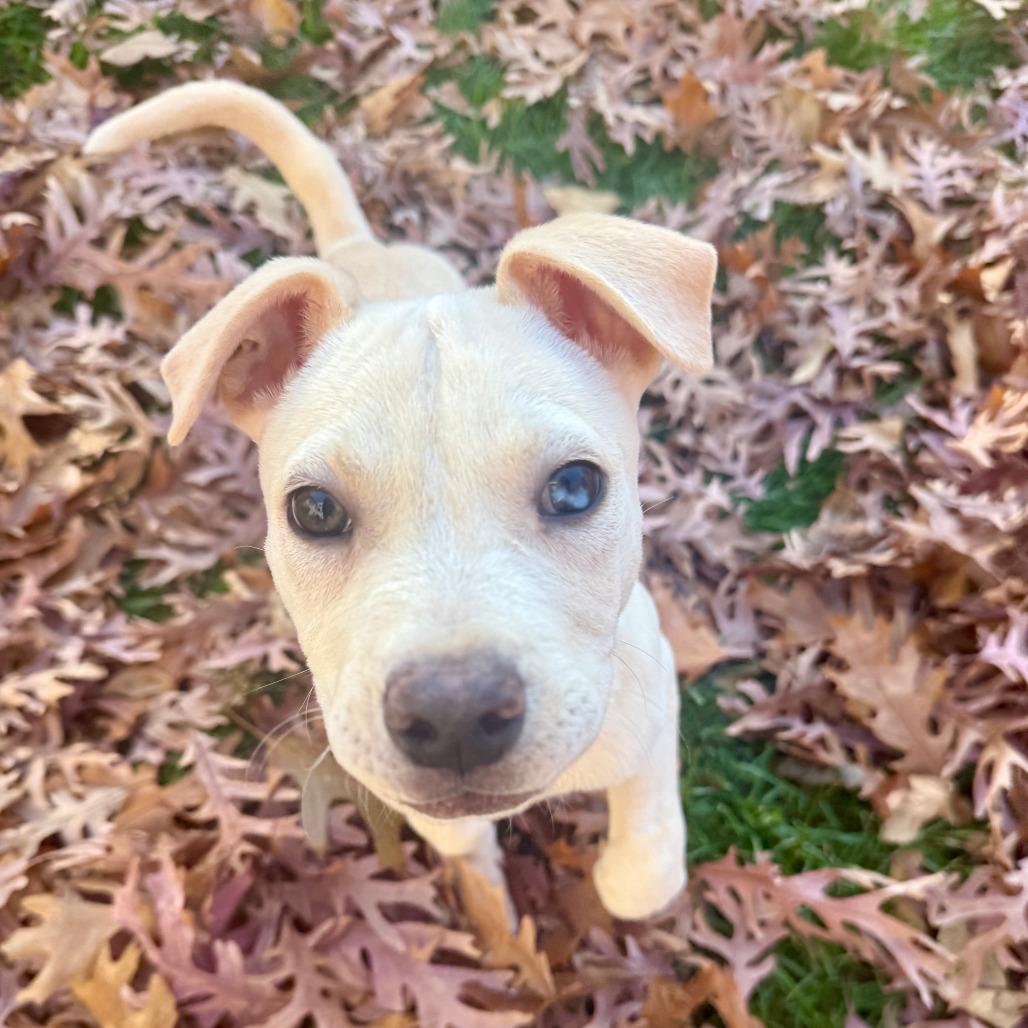 Wash, a Adoptable mixed breed in Boone, IA image 2/6