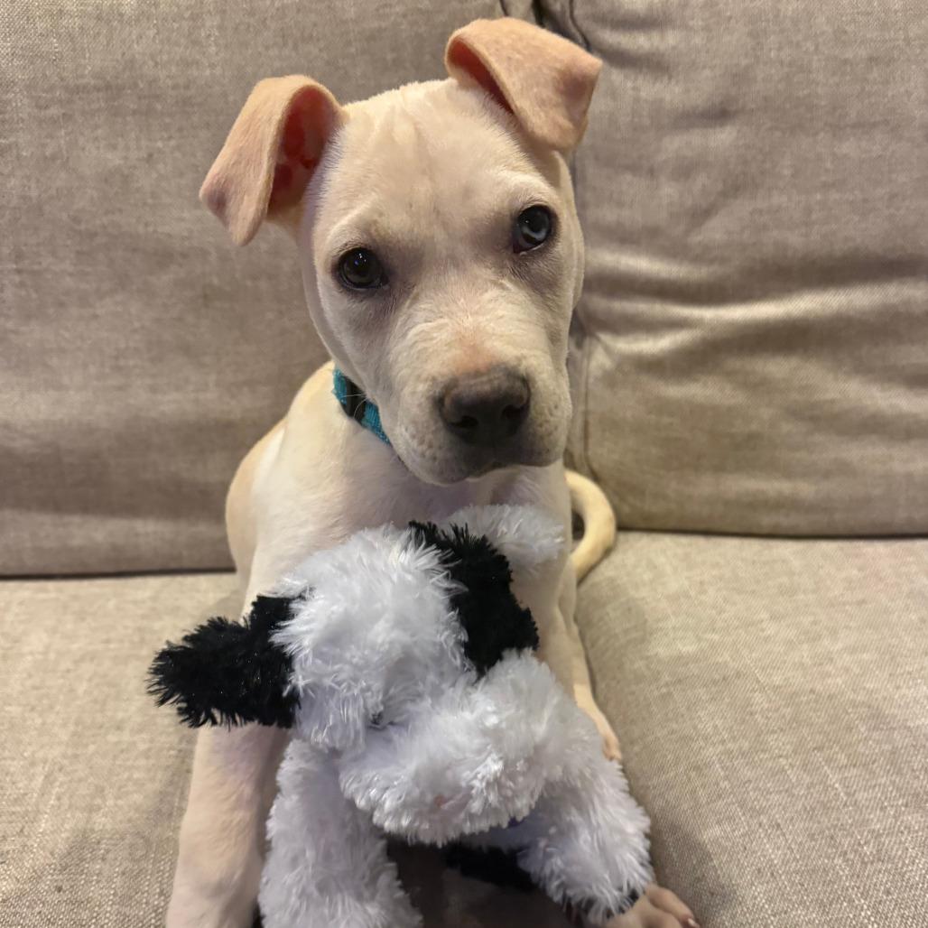Wash, a Adoptable mixed breed in Boone, IA image 3/6