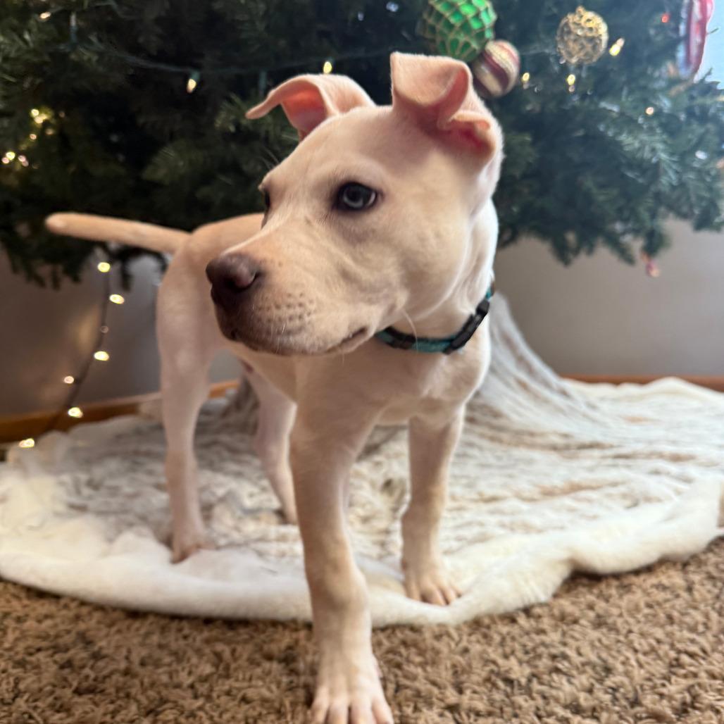 Wash, a Adoptable mixed breed in Boone, IA image 4/6