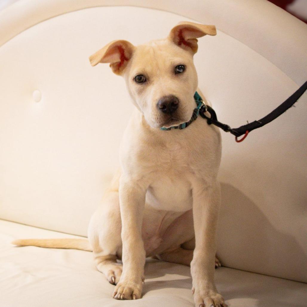 Wash, a Adoptable mixed breed in Boone, IA image 5/6