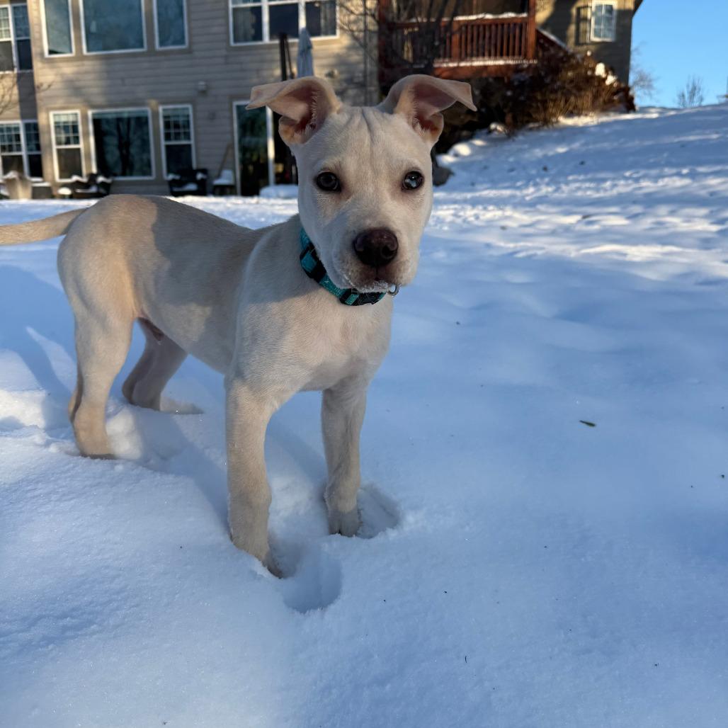 Wash, a Adoptable mixed breed in Boone, IA image 6/6