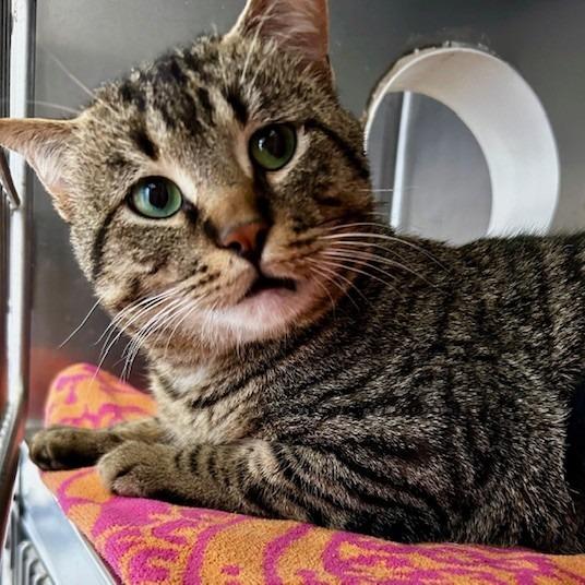 Enlarge Clover, a Adoptable American Shorthair in Poplar Bluff, MO image 1/4