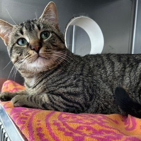 Enlarge Clover, a Adoptable American Shorthair in Poplar Bluff, MO image 2/4
