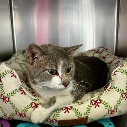Enlarge Clover, a Adoptable American Shorthair in Poplar Bluff, MO image 3/4