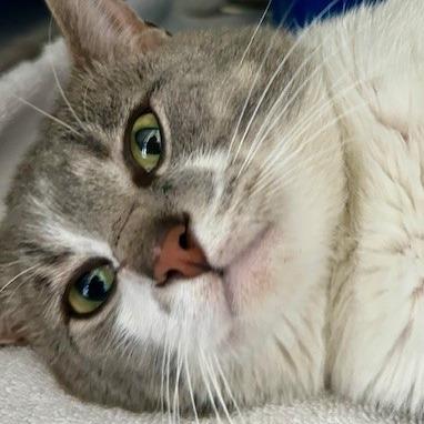 Enlarge Clover, a Adoptable American Shorthair in Poplar Bluff, MO image 4/4