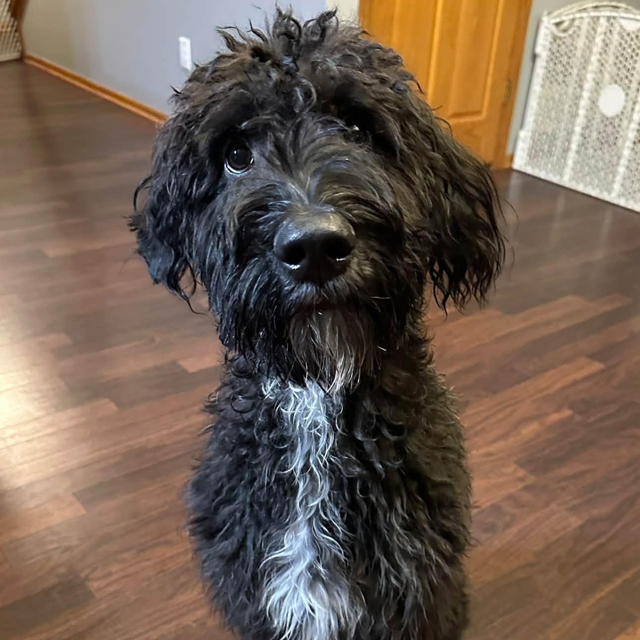 Enlarge Painty the Pirate- Home Visit in Process, a Adoptable Poodle in Hartland, WI image 1/6