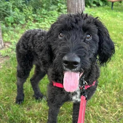 Enlarge Painty the Pirate- Home Visit in Process, a Adoptable Poodle in Hartland, WI image 4/6