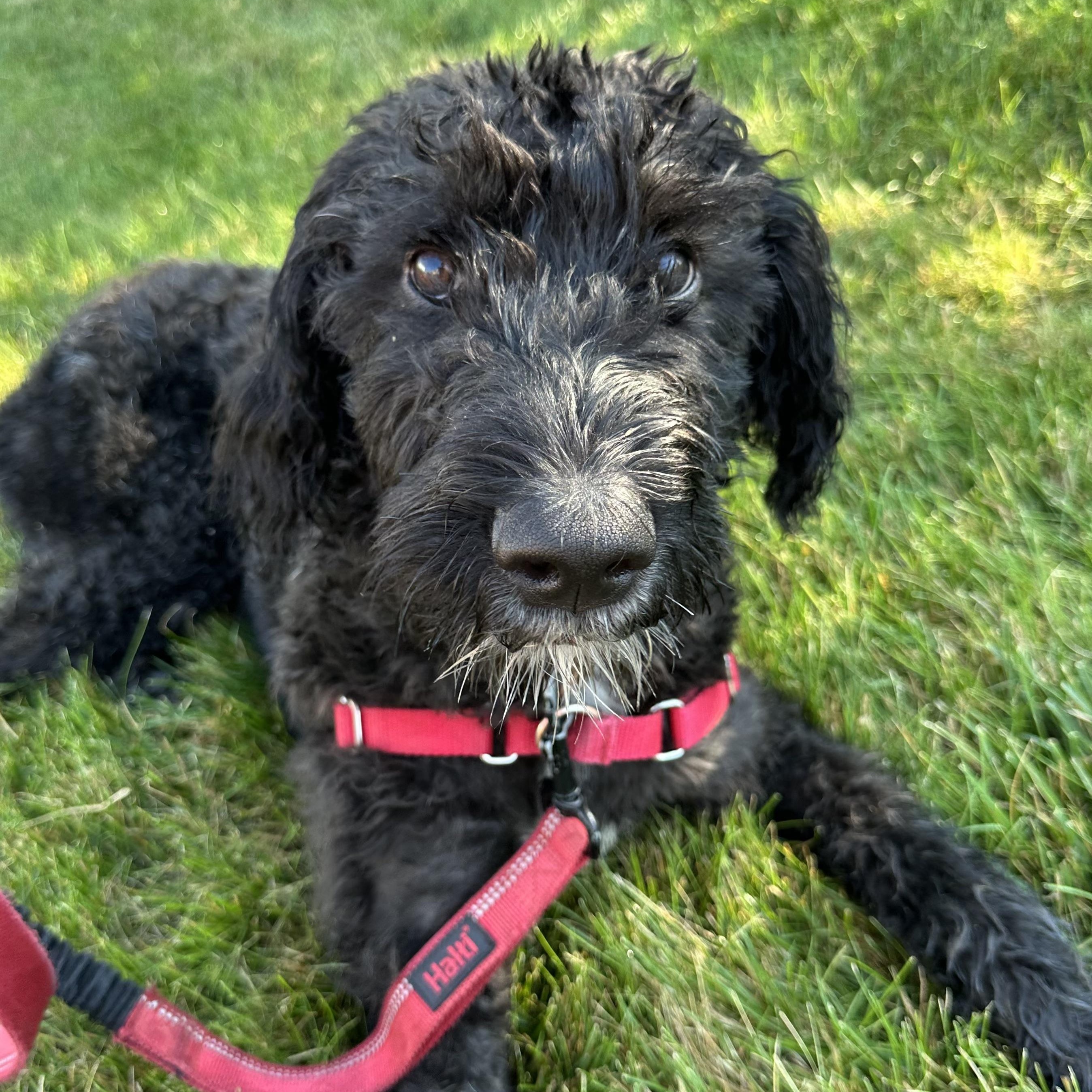 Painty the Pirate-Foster Home Needed, ADOPTABLE, Young Male Poodle.
