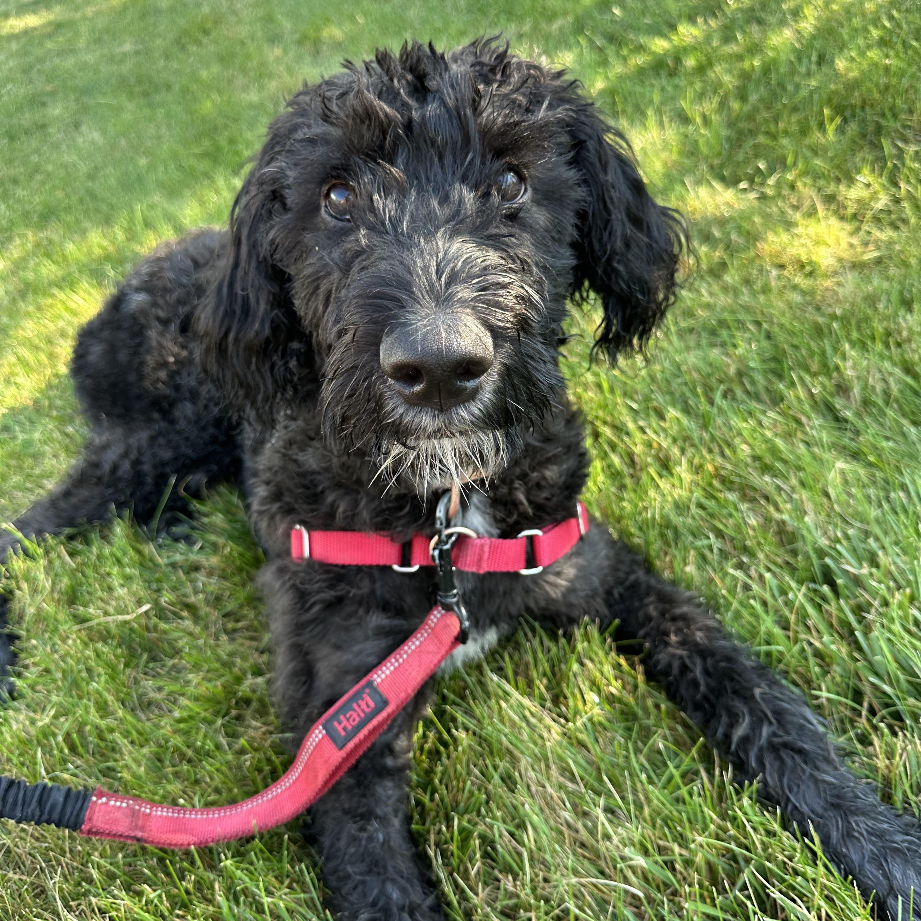 Painty the Pirate-Foster Home Needed, a ADOPTABLE Poodle in Hartland, WI image 3/6