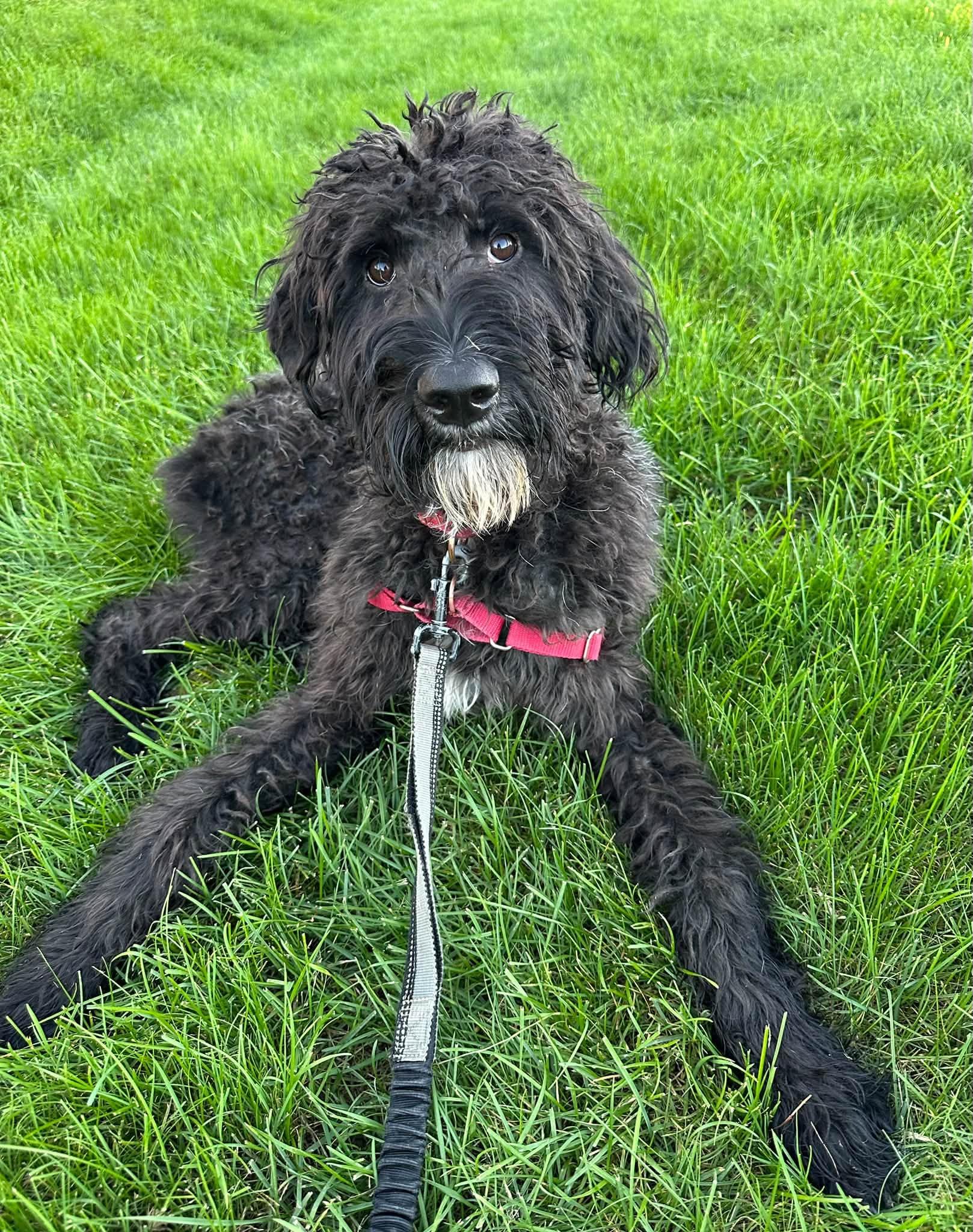 Enlarge Painty the Pirate- Foster Home Needed, a Adoptable Poodle in Hartland, WI image 1/6