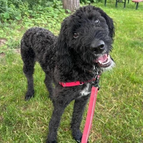 Enlarge Painty the Pirate- Home Visit in Process, a Adoptable Poodle in Hartland, WI image 5/6