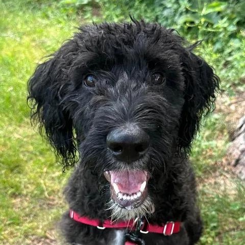 Enlarge Painty the Pirate- Home Visit in Process, a Adoptable Poodle in Hartland, WI image 2/6