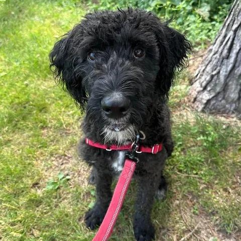 Enlarge Painty the Pirate- Home Visit in Process, a Adoptable Poodle in Hartland, WI image 3/6