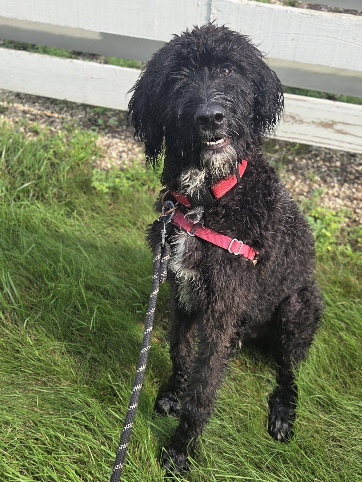 Painty the Pirate- Foster Home Needed, a ADOPTABLE Poodle in Hartland, WI image 5/6