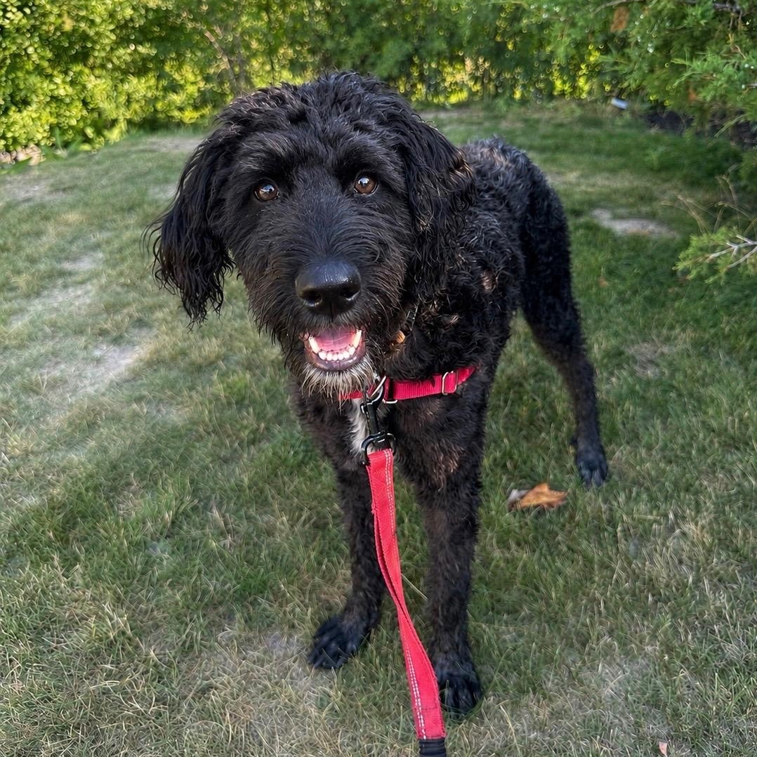 Painty the Pirate-Foster Home Needed, a ADOPTABLE Poodle in Hartland, WI image 2/6