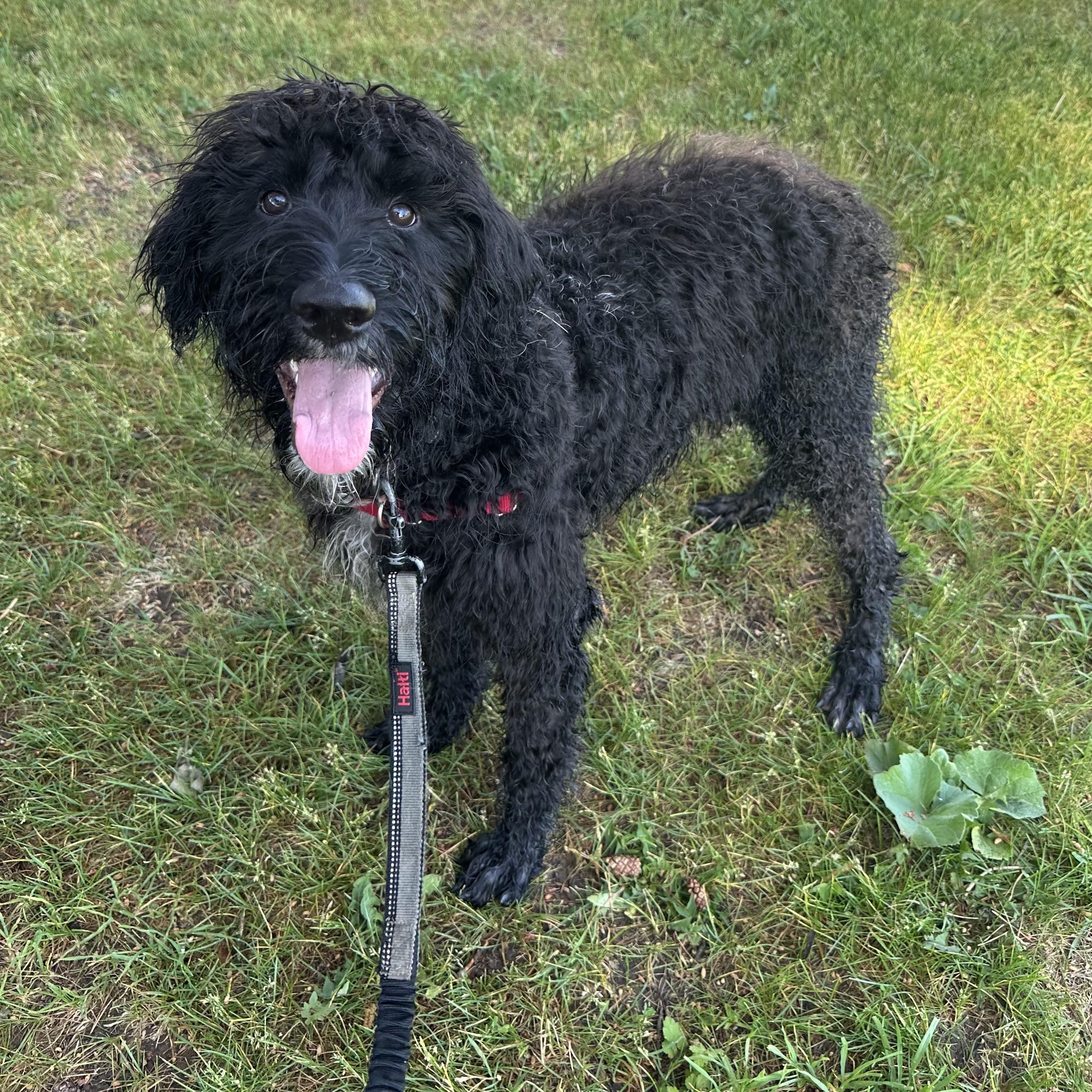 Painty the Pirate-Foster Home Needed, a ADOPTABLE Poodle in Hartland, WI image 5/6