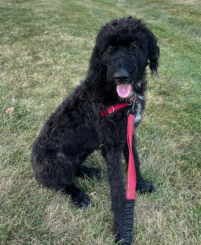 Painty the Pirate- Foster Home Needed, a ADOPTABLE Poodle in Hartland, WI image 4/6