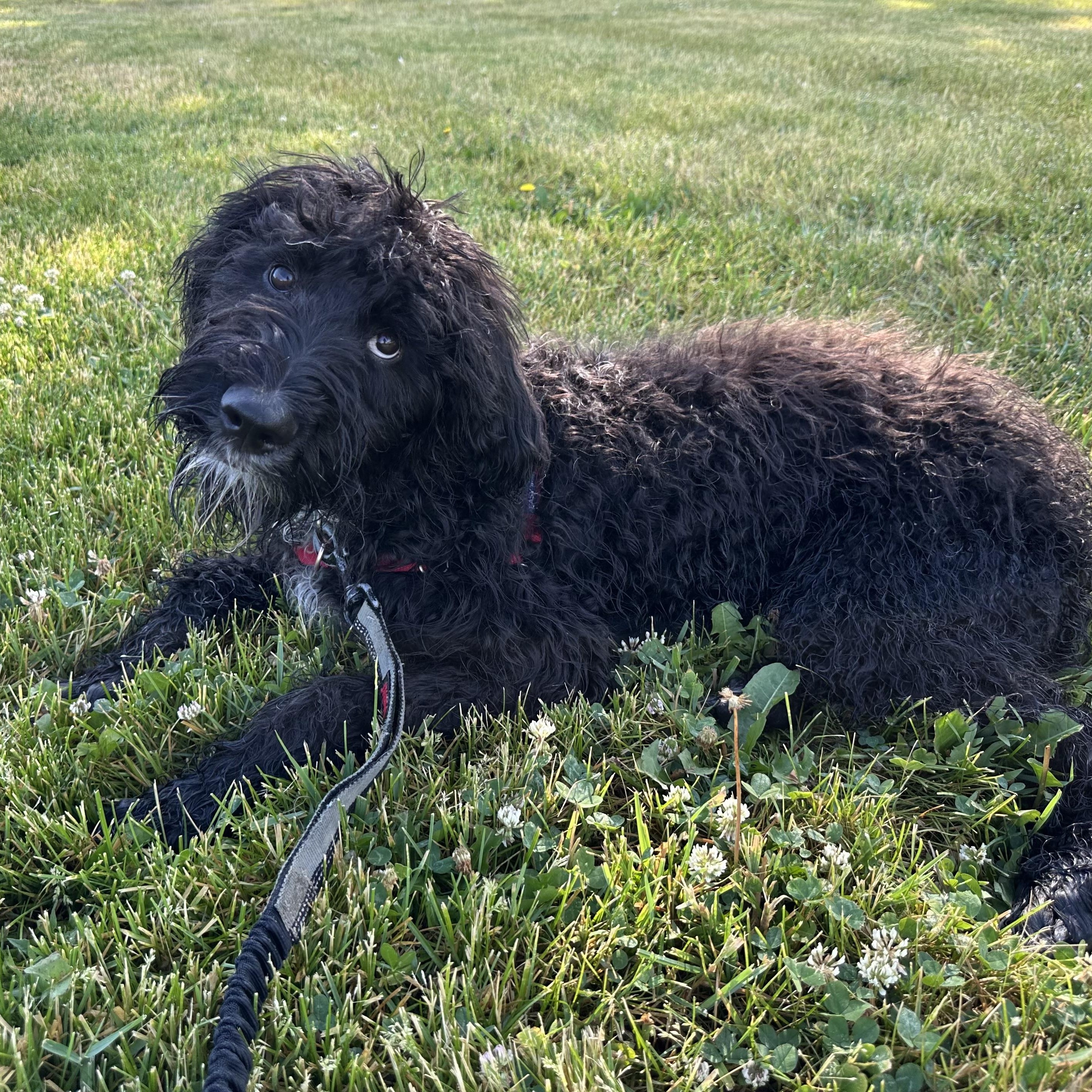 Painty the Pirate-Foster Home Needed, a ADOPTABLE Poodle in Hartland, WI image 4/6