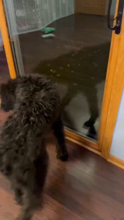 Enlarge Painty the Pirate- Home Visit in Process, a Adoptable Poodle in Hartland, WI video 6/6