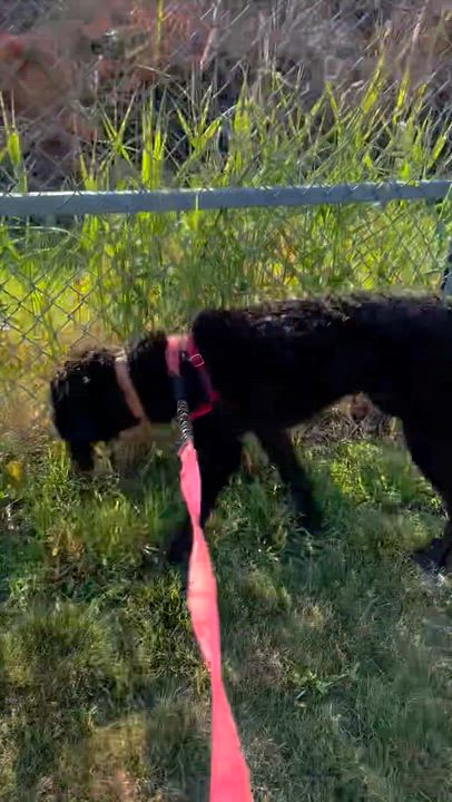 Enlarge Painty the Pirate-Foster Home Needed, a ADOPTABLE Poodle in Hartland, WI video 6/6