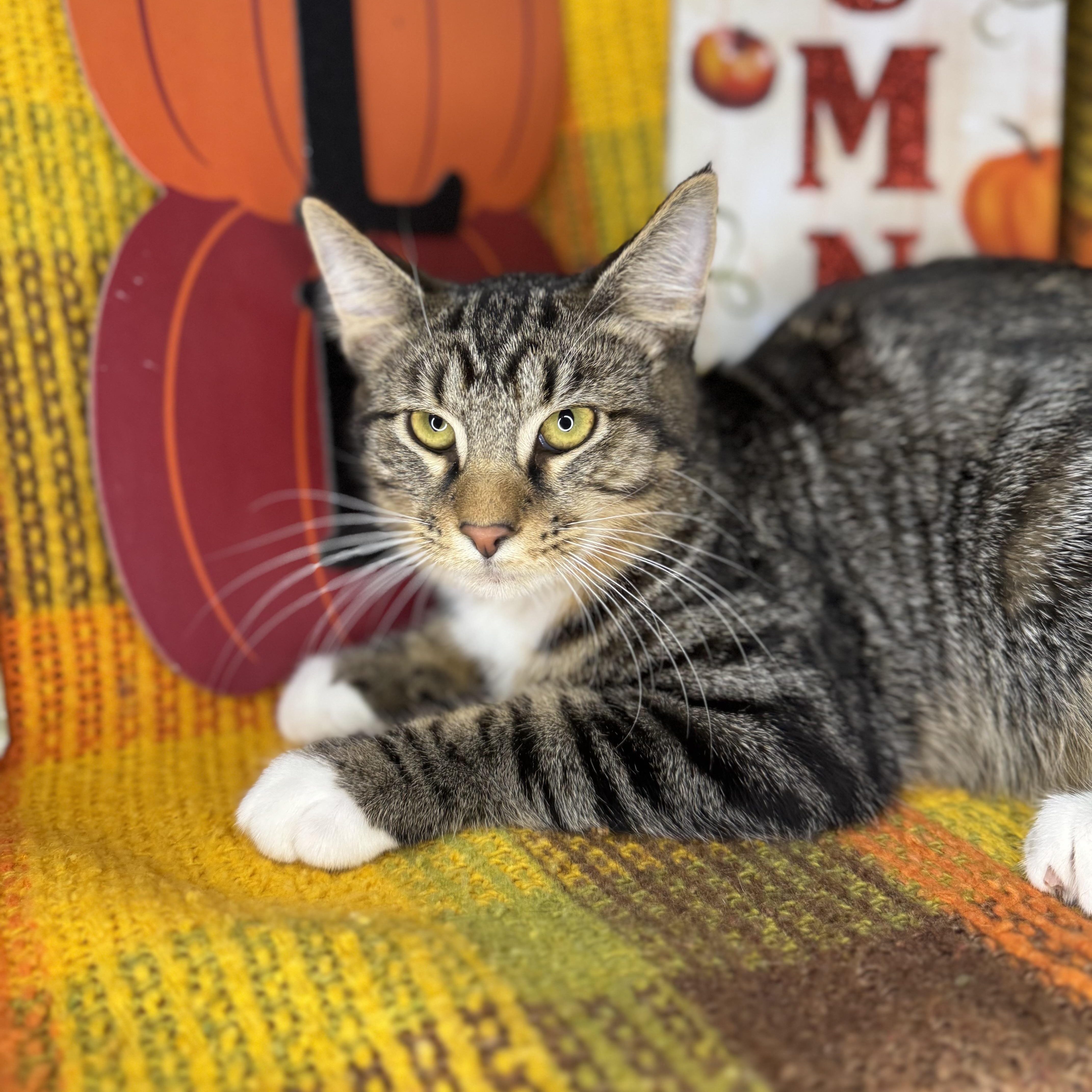 Enlarge Hickory, a Adoptable mixed breed in Mount Vernon, IL image 6/6