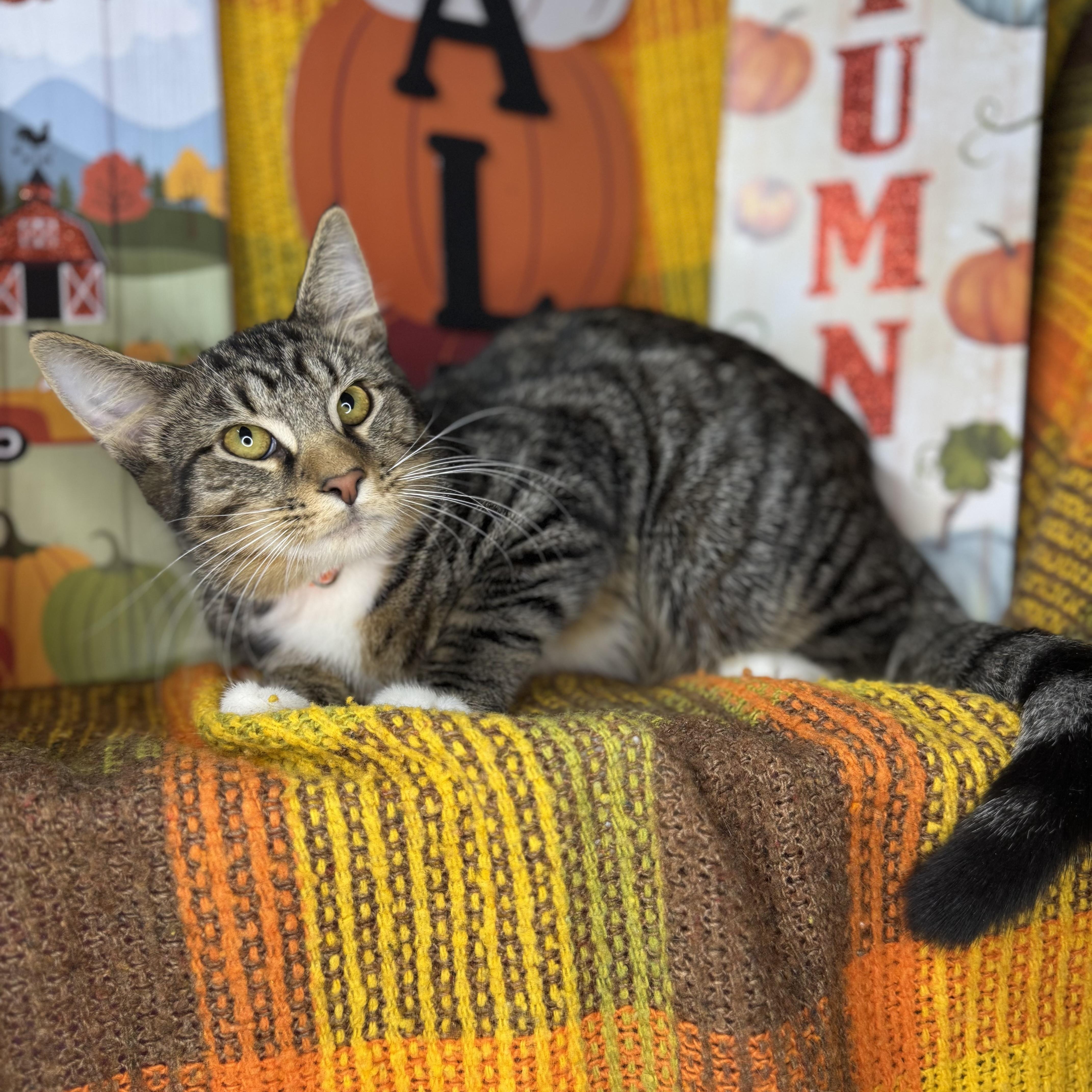 Enlarge Hickory, a Adoptable mixed breed in Mount Vernon, IL image 2/6