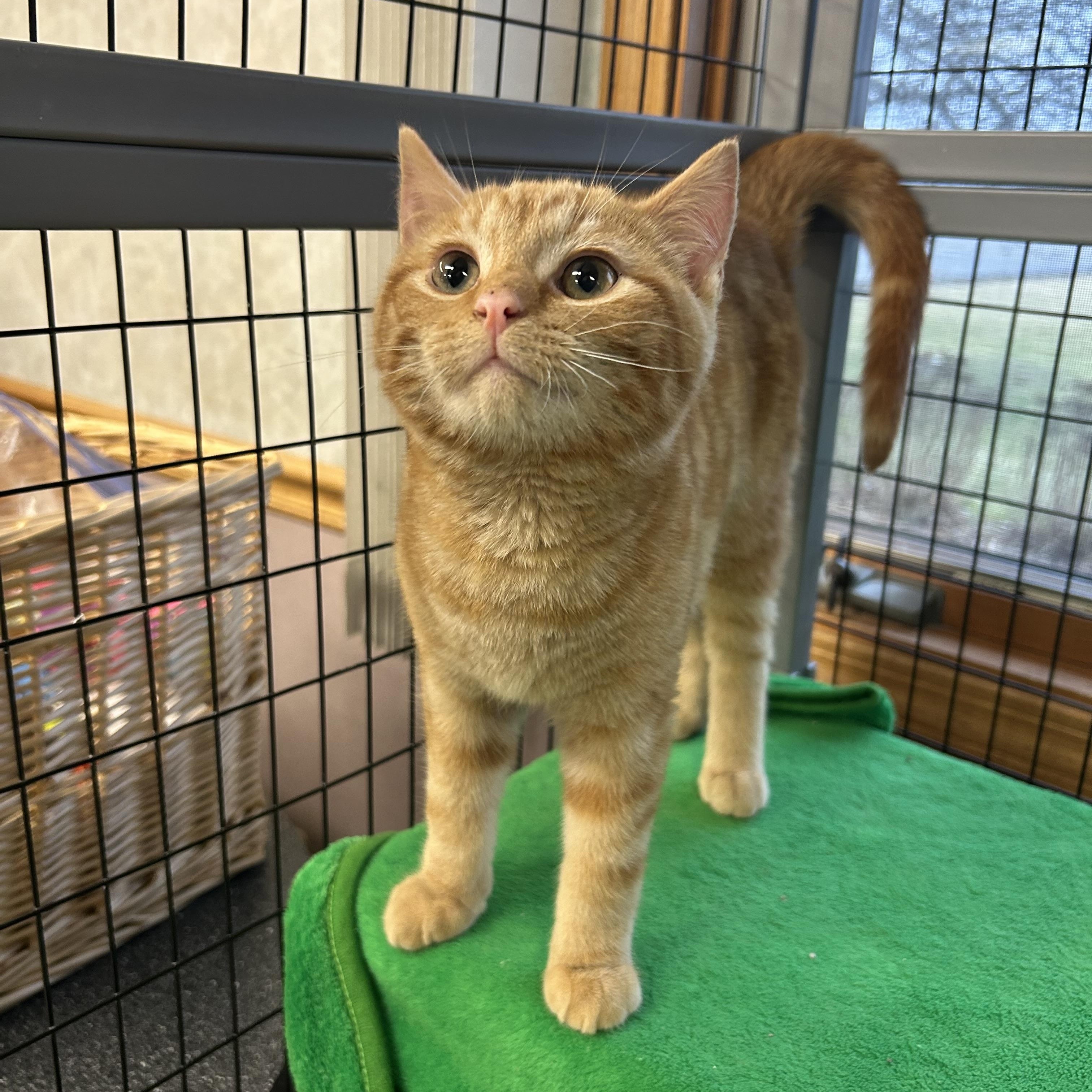 Enlarge Mumble, a ADOPTABLE Domestic Short Hair in St. Clair, MI image 3/3