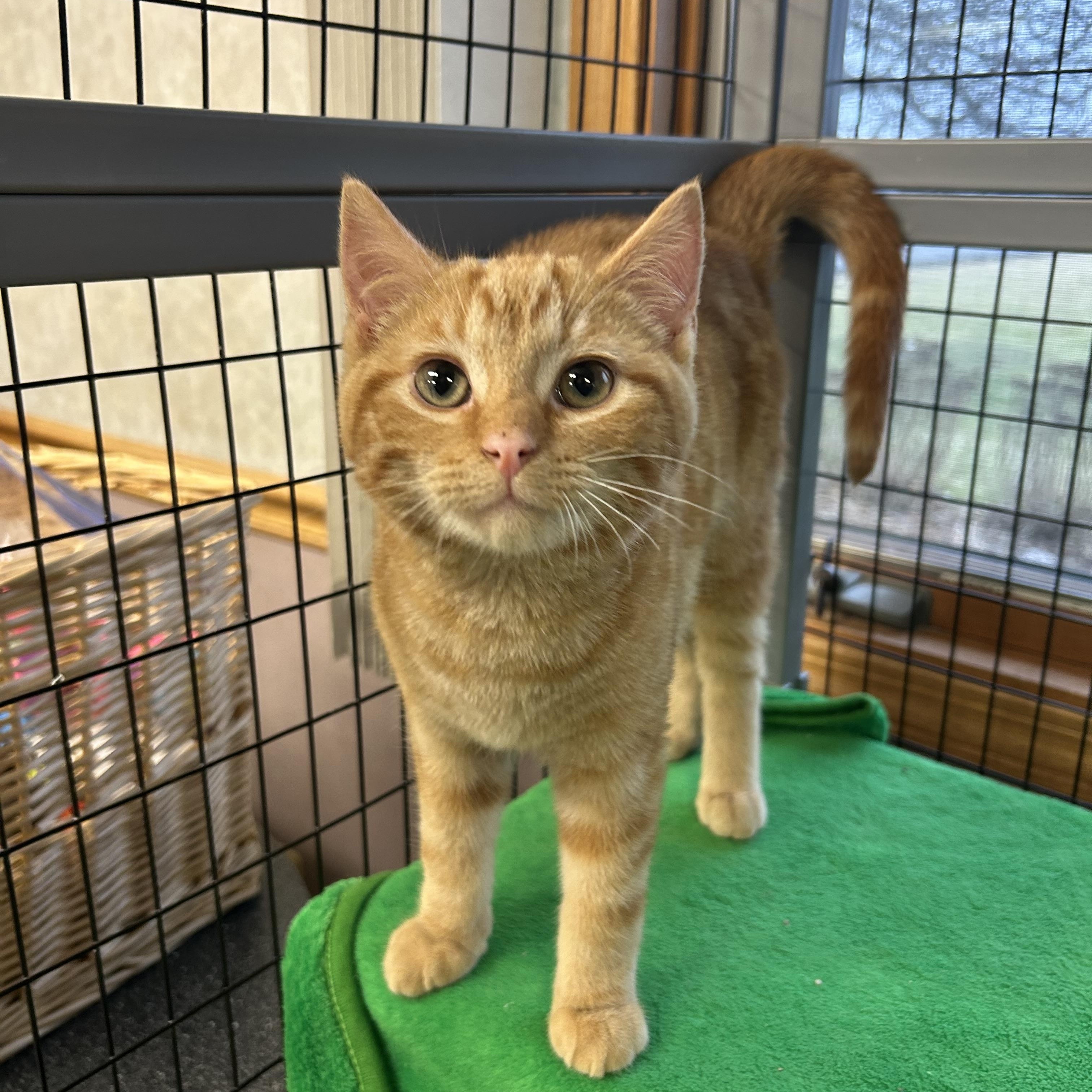 Mumble, ADOPTABLE, Young Male Domestic Short Hair.