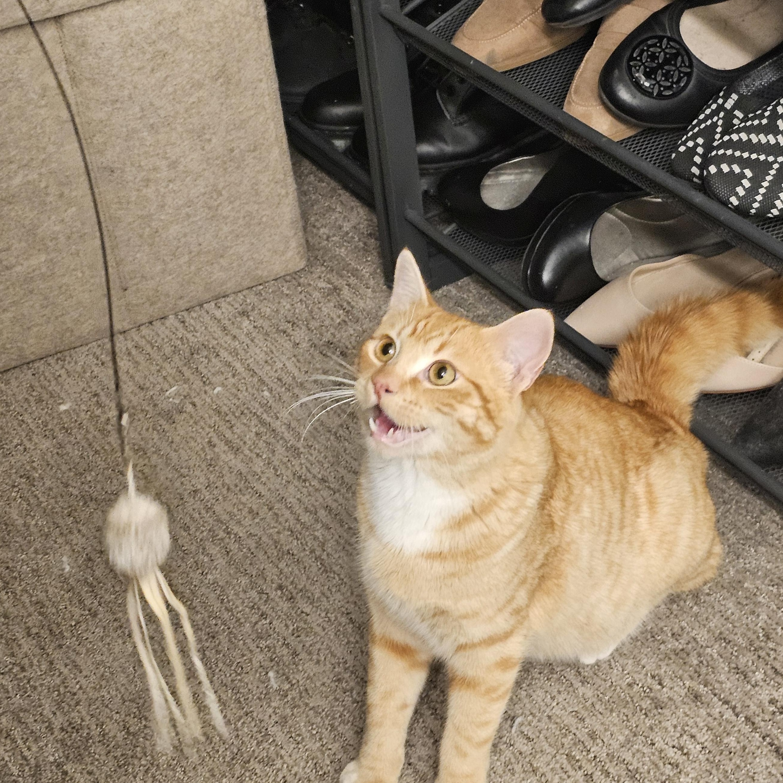 Nacho, Adoptable, Kitten Male Tabby.