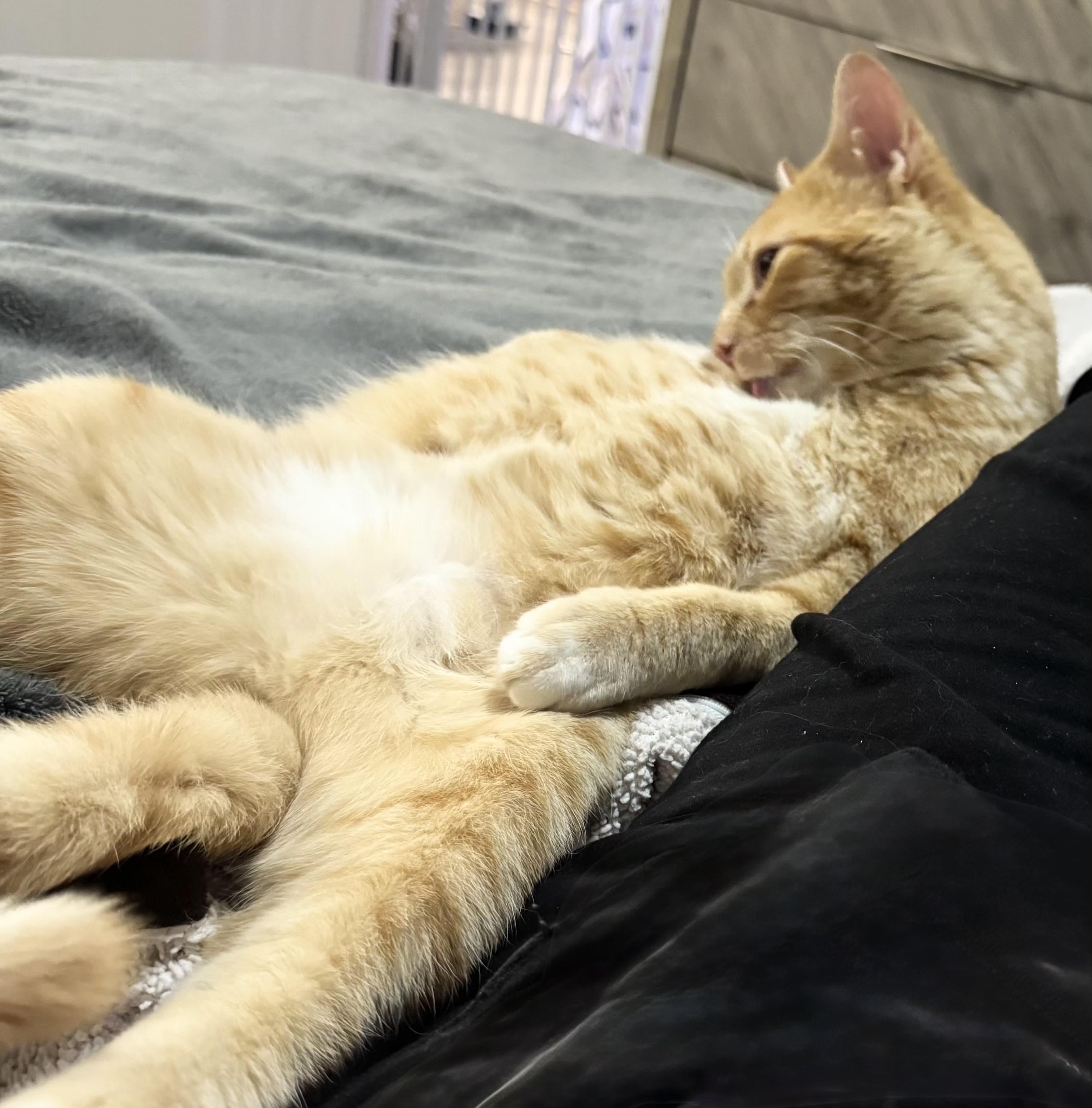 Nacho, a Adoptable Tabby in Midvale, UT image 4/6