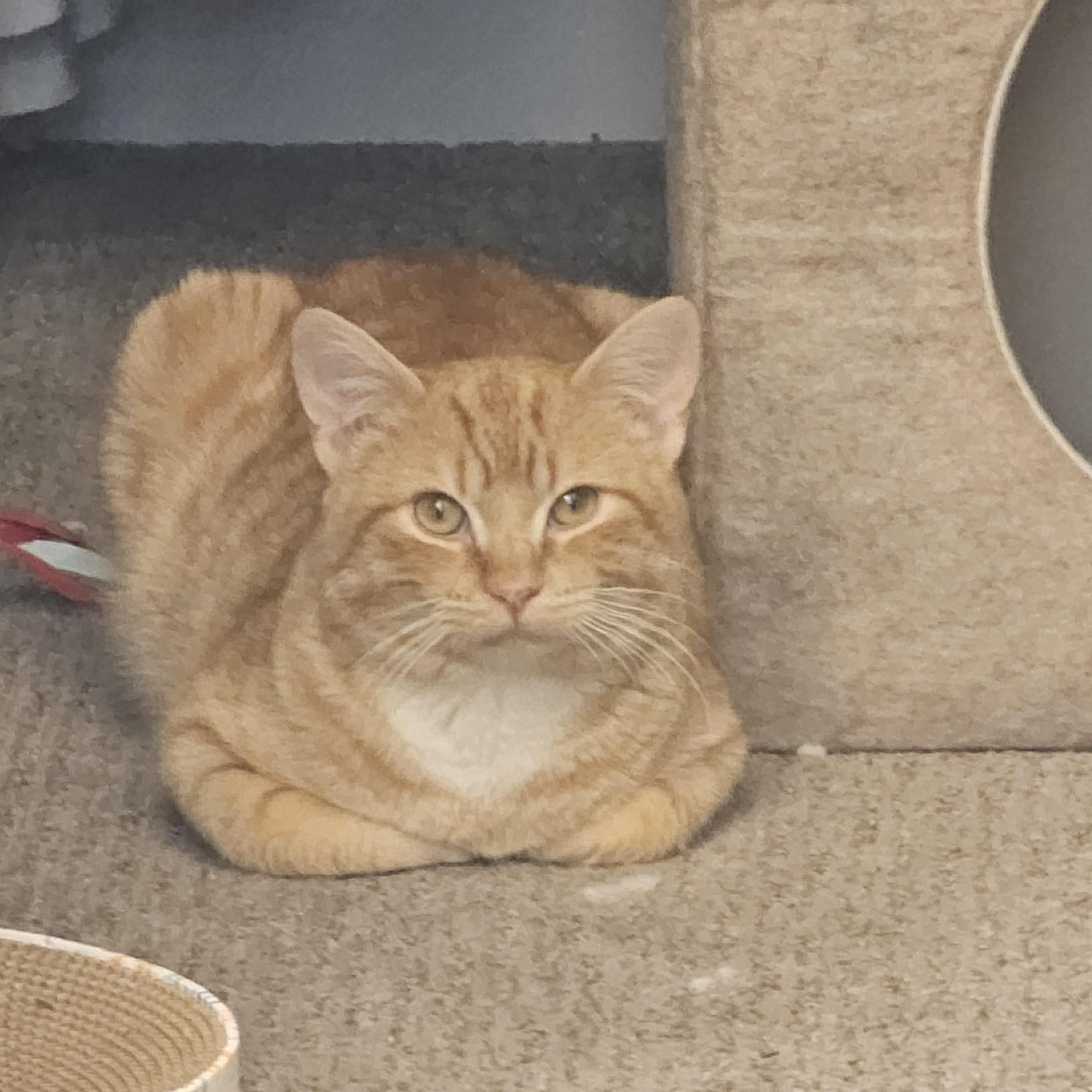 Nacho, a Adoptable Tabby in Midvale, UT image 6/6