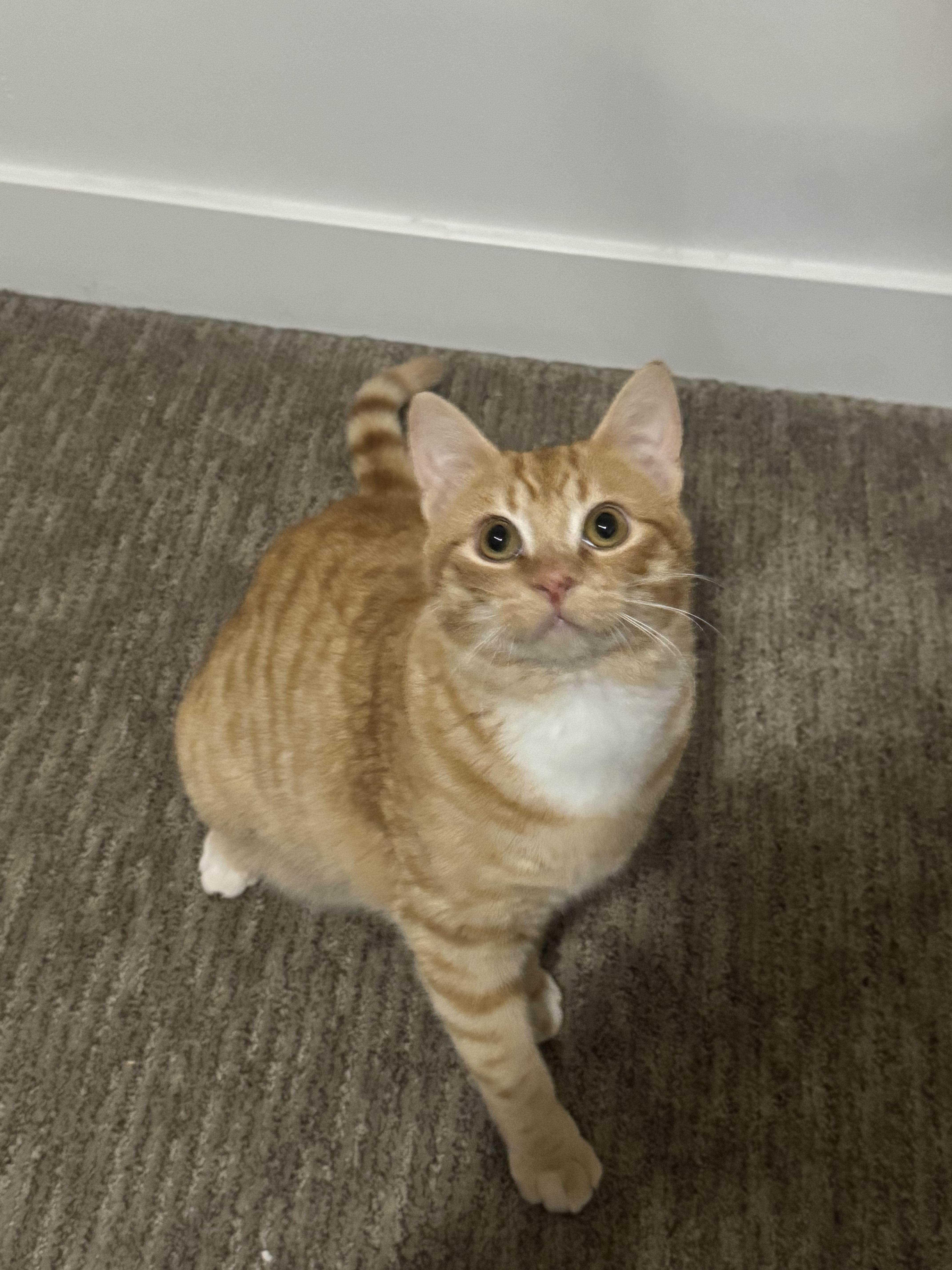 Nacho, a Adoptable Tabby in Midvale, UT image 2/6