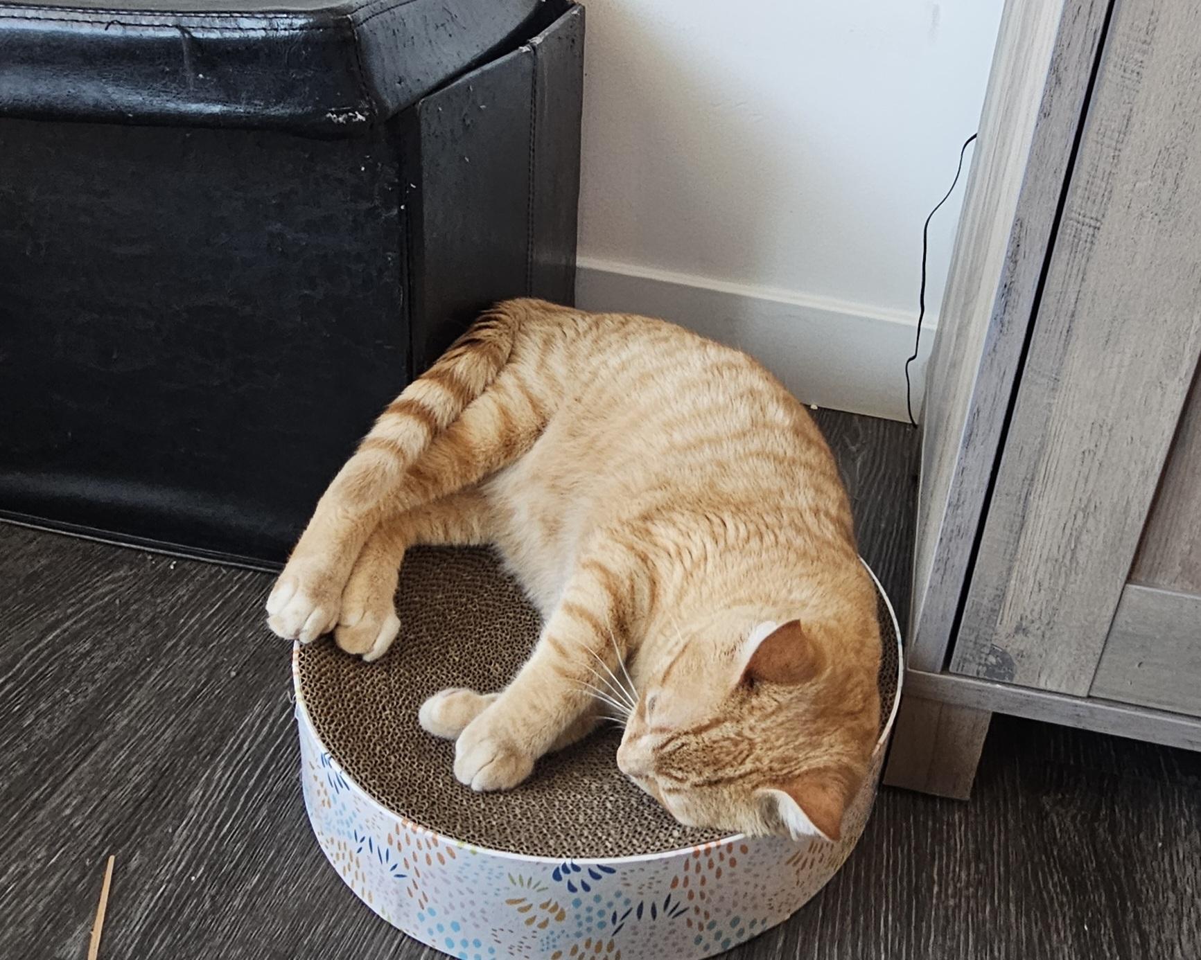 Nacho, a Adoptable Tabby in Midvale, UT image 5/6