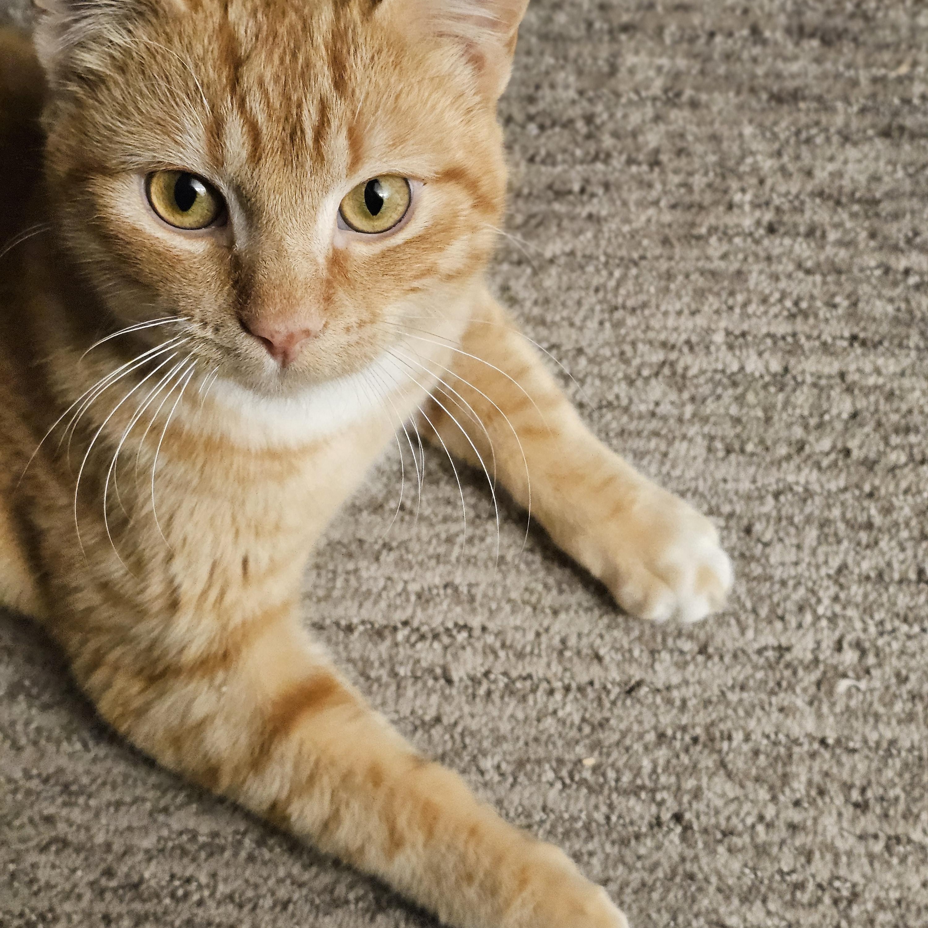 Nacho, a Adoptable Tabby in Midvale, UT image 3/6