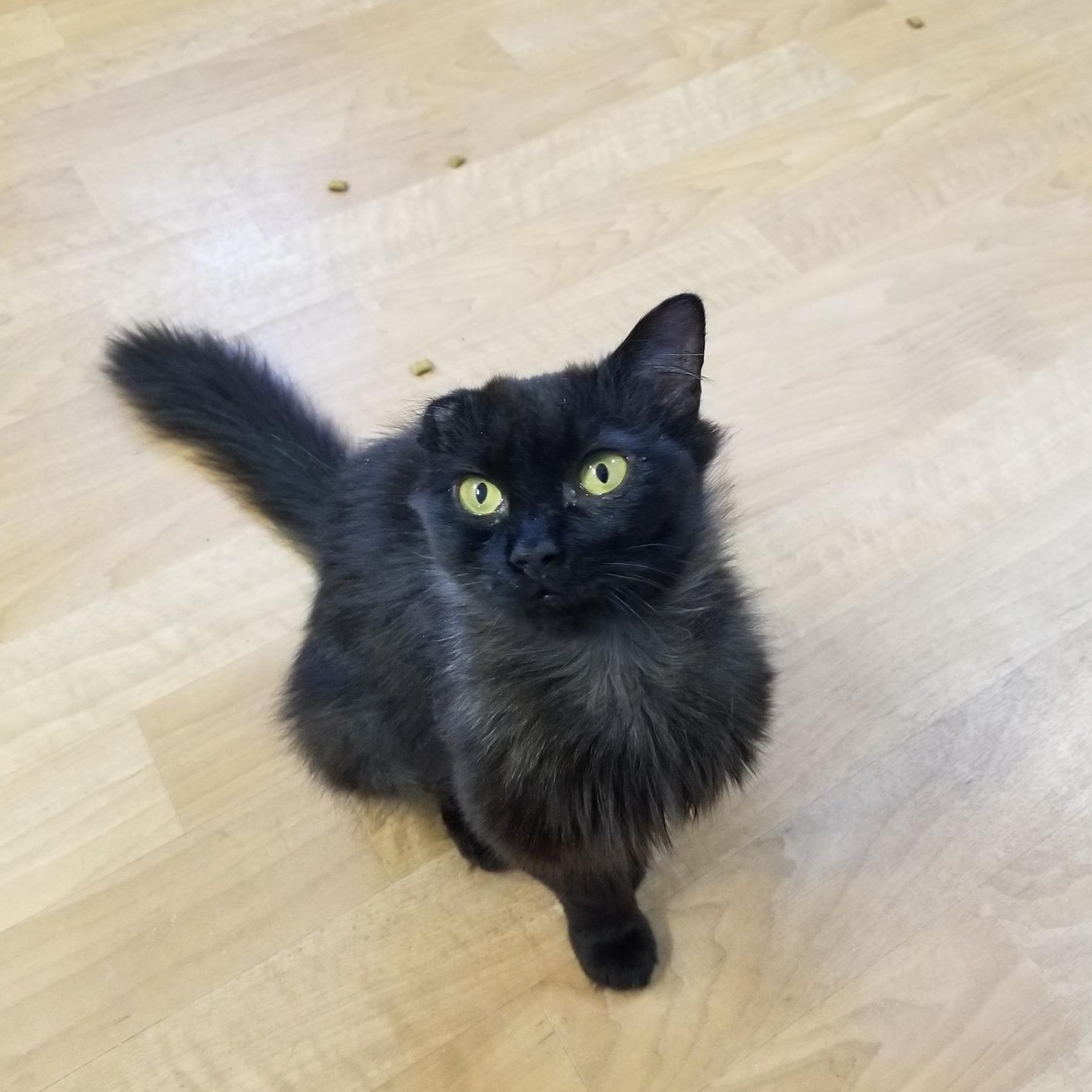 Olivia, Young Female Bombay