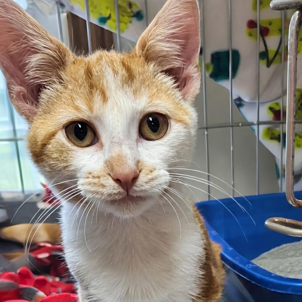 Enlarge Briar, a ADOPTABLE Domestic Short Hair in West Jefferson, OH image 5/6
