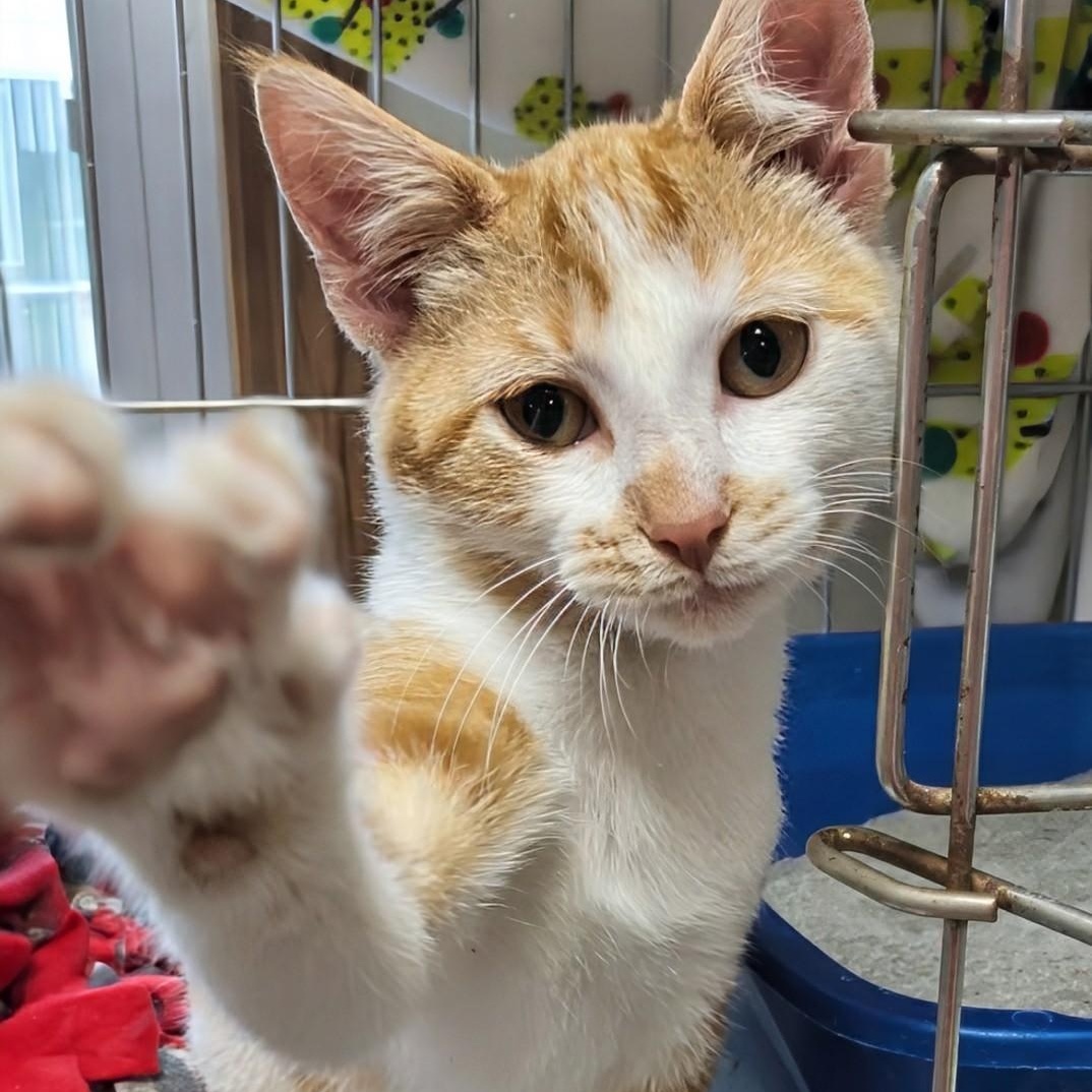 Briar, ADOPTABLE, Kitten Male Domestic Short Hair.