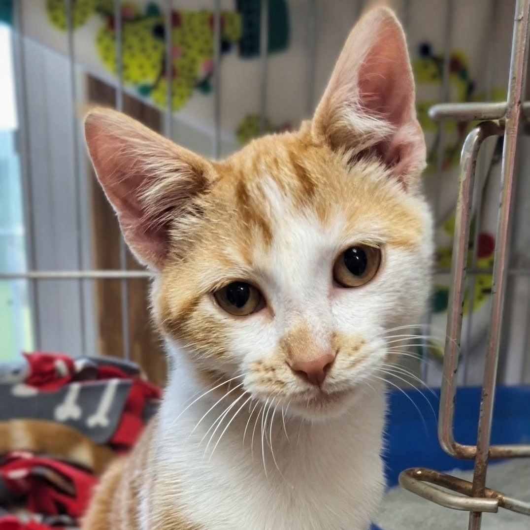 Enlarge Briar, a ADOPTABLE Domestic Short Hair in West Jefferson, OH image 2/6