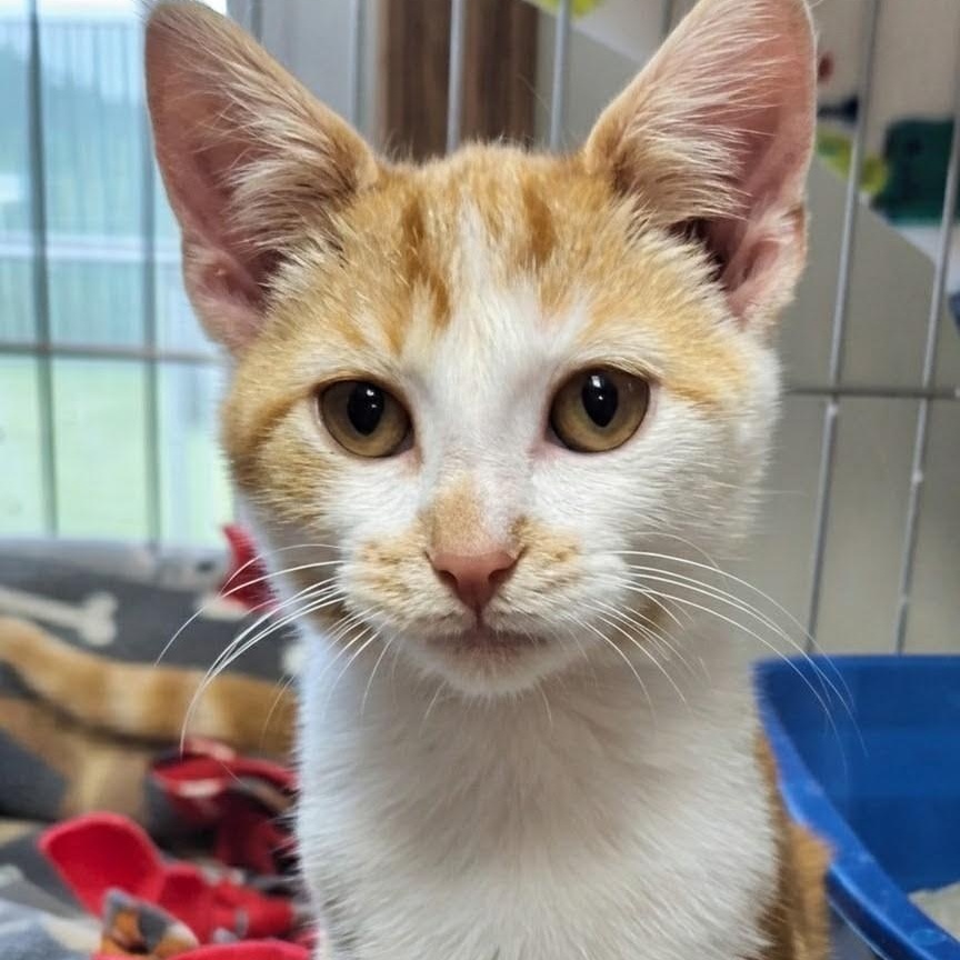 Enlarge Briar, a ADOPTABLE Domestic Short Hair in West Jefferson, OH image 4/6