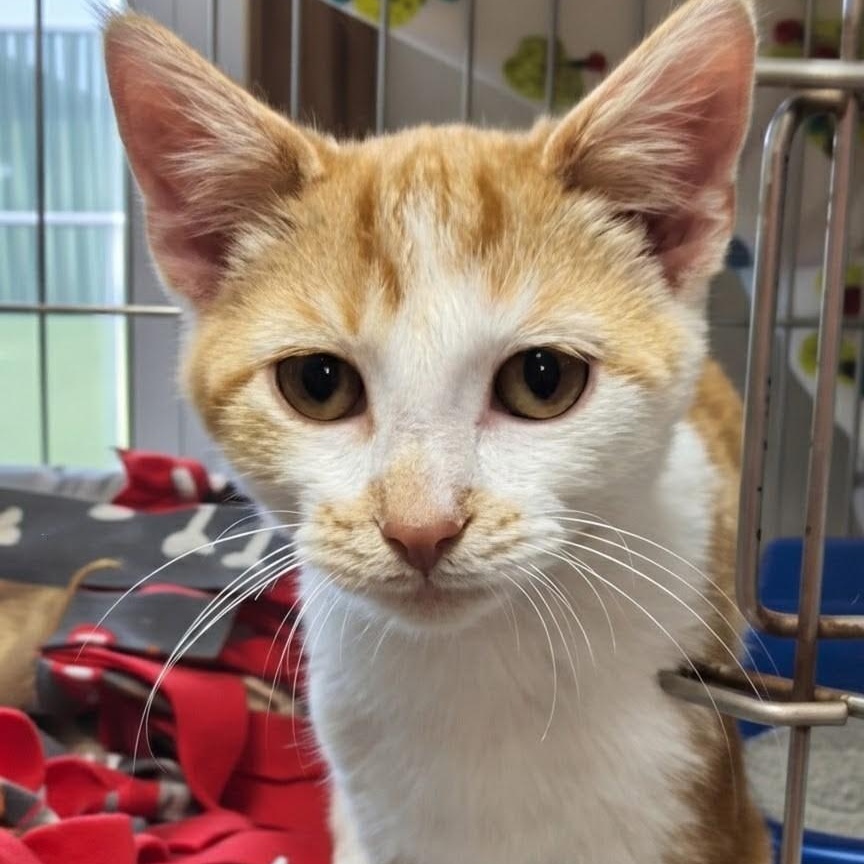 Enlarge Briar, a ADOPTABLE Domestic Short Hair in West Jefferson, OH image 3/6
