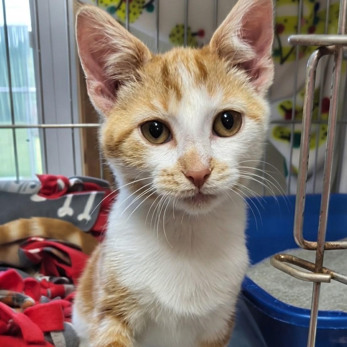 Enlarge Briar, a ADOPTABLE Domestic Short Hair in West Jefferson, OH image 6/6