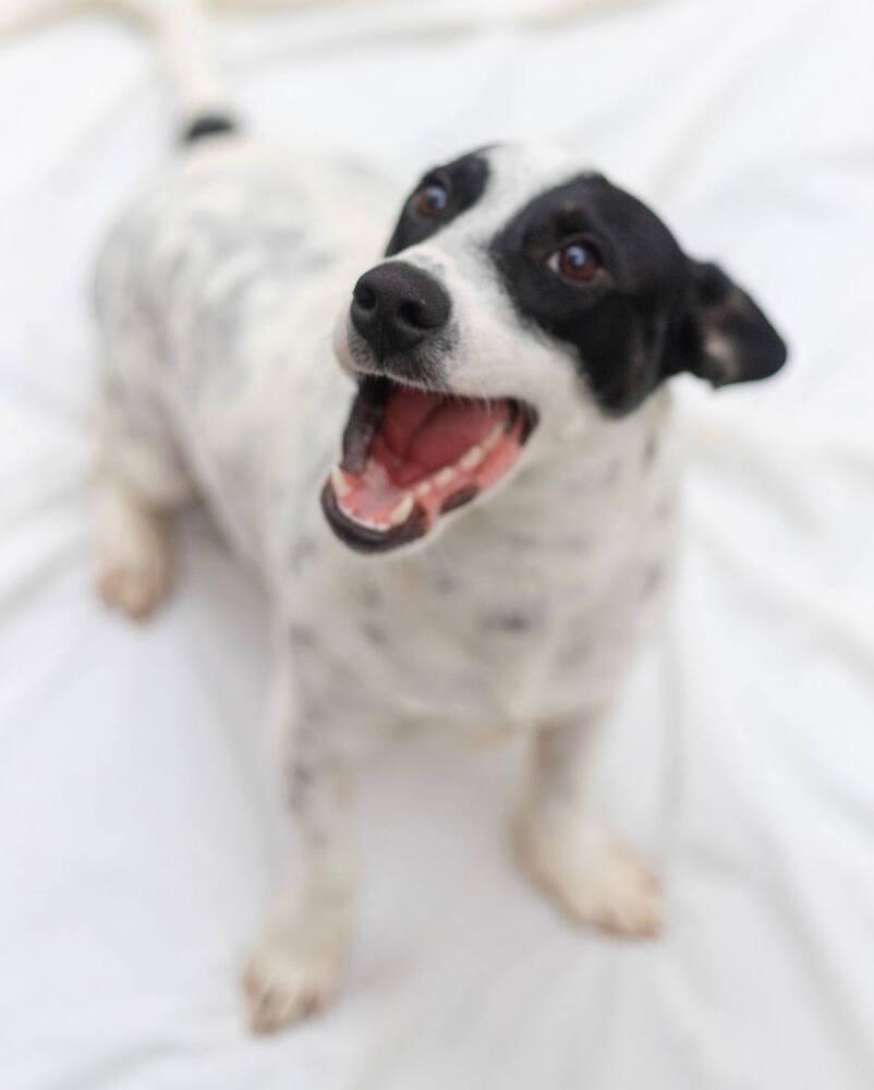 Enlarge Gordo, a Adoptable mixed breed in Breinigsville, PA image 1/3